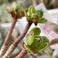 チョコチップ,多肉植物,多肉棚,アエオニウム属,多肉管理の画像