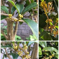 キンモクセイ,もうすぐ咲くよ♡,秋の花,花のある暮らし,お写ん歩の画像