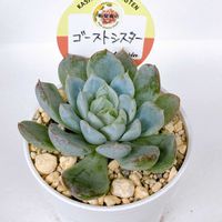 多肉植物の寄せ植え,ゴーストシスター,ゴーストシスター,多肉植物用の土,寄せ植えの画像