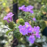 ランタナ,鉢植え,ネコ好き,紫の花,花のある暮らしの画像