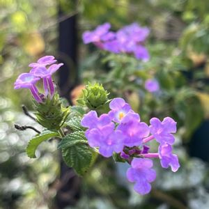 ランタナ,鉢植え,ネコ好き,紫の花,花のある暮らしの画像