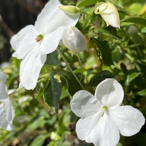 インパチェンス,鉢植え,ネコ好き,白い花,花のある暮らしの画像