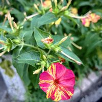 オシロイバナ,花のある暮らし,通勤路,日当たり良好,今日のお花の画像