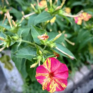 オシロイバナ,花のある暮らし,通勤路,日当たり良好,今日のお花の画像