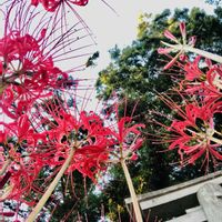 ヒガンバナ,彼岸花  曼珠沙華,赤い花,京都,神社の画像