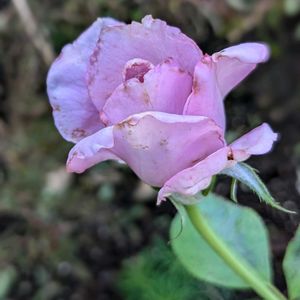 ブルームーン,みやこわすれ,サンスベリア（とらのお）,鉢植え,花壇の画像