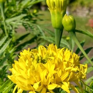 ふじばかま,千寿菊,家庭菜園,畑の画像