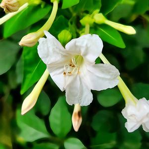 オシロイバナ,かわいい雑草,一日花,今日のお花,有毒植物の画像