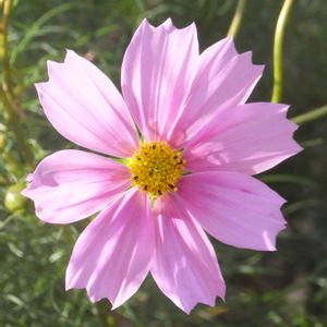 オオハルシャギク(大春車菊),花壇,近くの公園の画像