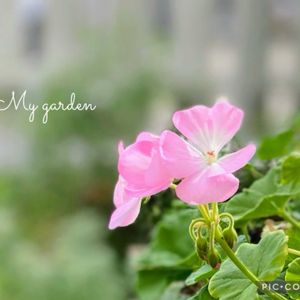 ゼラニウム,頑張って,ありがとうの花❣️,小さな庭の画像