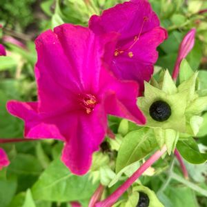 オシロイバナ,ピンクの花,今日のお花,日々是好日,❤️M.family❤️の画像