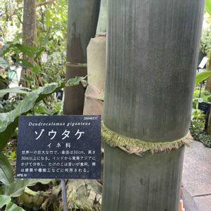 ゾウタケ,ゾウタケ,植物園,散歩,温室の画像