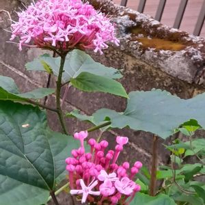 ボタン臭木,地植え,花のある暮らし,小さい花壇,狭い花壇の画像