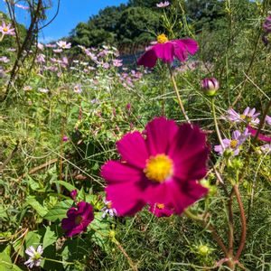 山野草,スマホ撮影,広い庭の画像