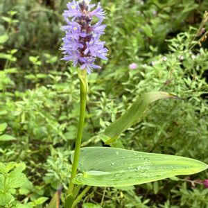 ポンテデリア,ナチュラルガーデン,水生植物,お庭の花たち,庭づくりの画像