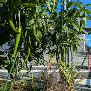 シカクマメ,シカクマメ,トウガラシ,サントリー本気野菜甘ししとう,サントリー本気野菜甘ししとうの画像