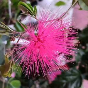 鉢植え,花のある暮らし,緑のある暮らし,可愛いお花,綺麗なお花の画像