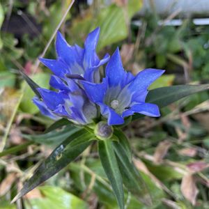 リンドウ,可愛い,花のある暮らし,咲いた,我が家のお花の画像