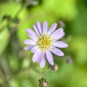 キヨスミシラヤマギク,ガーデニング,山野草,我が家の花壇,我が家の庭の画像