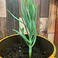 美空の鉾,名前を教えてください,植物のある暮らし,気ままに多肉さん,わからず育てるひとの画像