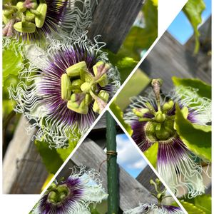 パッションフルーツ,パッションフルーツ,鉢植え,植物のある生活,おうち園芸の画像