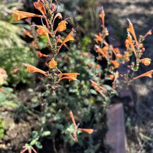 ハーブ,ナチュラルガーデン,オレンジの花,秋の庭,富山支部の画像