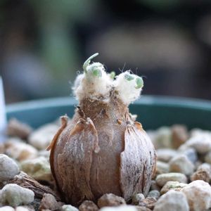 オトンナhyb・ユーフォルビオイデス×ヘレー,多肉植物,観葉植物,塊根植物,塊根の画像