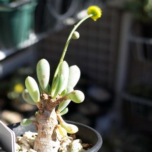 オトンナ・クラビフォリア,オトンナ・クラビフォリア,多肉植物,観葉植物,塊根植物の画像