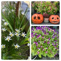 寄せ植え,季節の花,秋空,玄関アプローチ,庭の画像