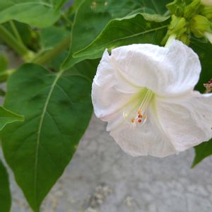 オシロイバナ,オシロイバナ,オシロイバナ,白粉花,オシロイバナ（白粉花）の画像