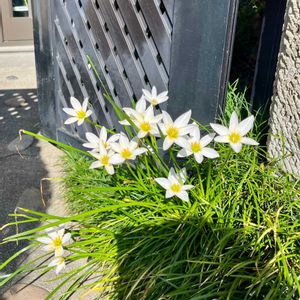 タマスダレ,タマスダレ,青空,秋の花,GSアダルトチームの画像