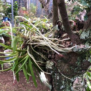 富貴蘭,フウラン,観葉植物,野生ラン,着生植物の画像