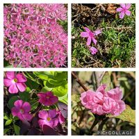 ハナモモ,芝桜,オオベンケイソウの画像