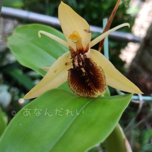 セロジネ フィンブリアタ,Coelogyne ovalis,セロジネ オバリス,セロジネ オバリス,洋蘭の画像