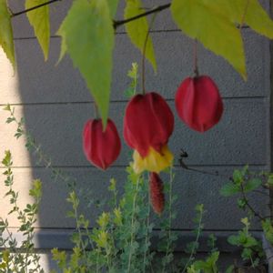 ウキツリボク,果物時計草(パッションフルーツ),マリー  ゴールド,大好きな花,お花は癒しの画像