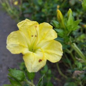 オシロイバナ,花のある暮らし,やっぱり花が好き♡,スマホで撮影,今日のお花の画像