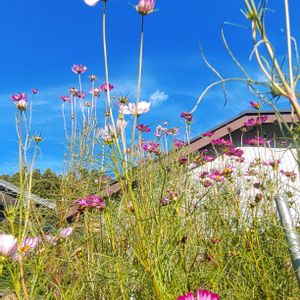 コスモス,コスモス,秋桜,秋桜,天に向かい……✨の画像