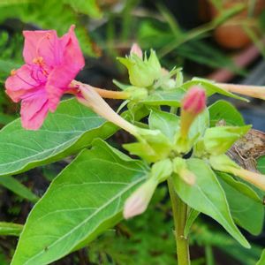 花のある暮らし,今日のお花,広い庭の画像