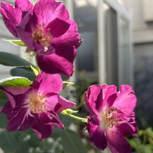 花のある暮らし,宿根草♪,今日のお庭,お庭のお花,庭の画像