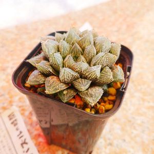 ハオルチア ミラーボール,ハオルチア属,多肉植物のある暮らし,しまね花の郷,植欲が止まらないの画像