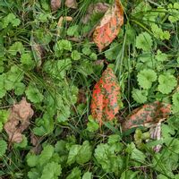 柿の葉,カキドオシ,里山暮らし,裏山裾の画像