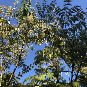 タラノキ,タラの実,山野草,シンボルツリー,庭の画像