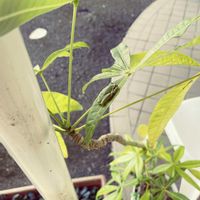 パキラ,観葉植物,職場のパキラ,擬態化するカエルさんの画像