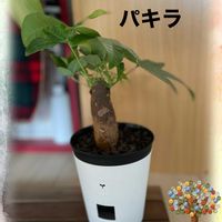 パキラ,観葉植物,ハイドロカルチャー,ダイソーのパキラ,ダイソーの自動吸水ポットの画像