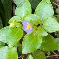 エキザカム,花のある暮らし,花が好き,庭の画像