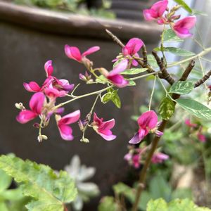 山野草,ピンクの花,放置栽培,山野草大好き,ちっちゃいものクラブの画像