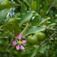 アセロラ,アセロラ,アセロラの実,アセロラの花,まいぱり宮古島熱帯果実園の画像