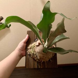 ビカクシダ  ペガサス,ビカクシダ フーンシキ,ビカクシダライディーン,観葉植物,家中植物だらけの画像