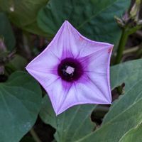 さつまいも,サツマイモ,野菜の花,今日のお花,チーム・ブルーの画像