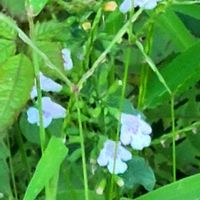 カキドオシ,ミントの香り,シソ科,野の花,バジル ハーブの画像